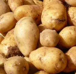 Drahtwurmbekmpfung Kartoffel